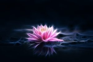 photo d'une fleur de lotus rose sur fond noir